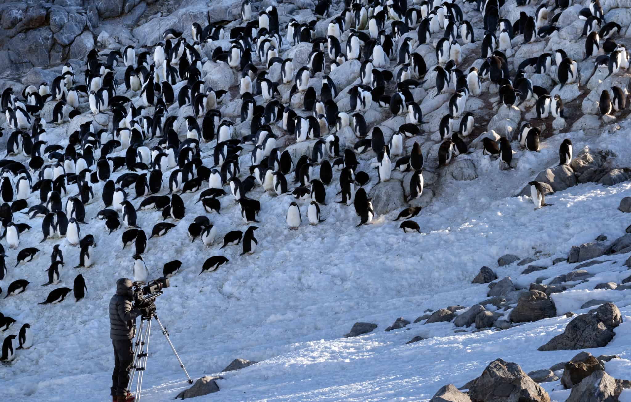 Filming the DisneyNature Penguins film