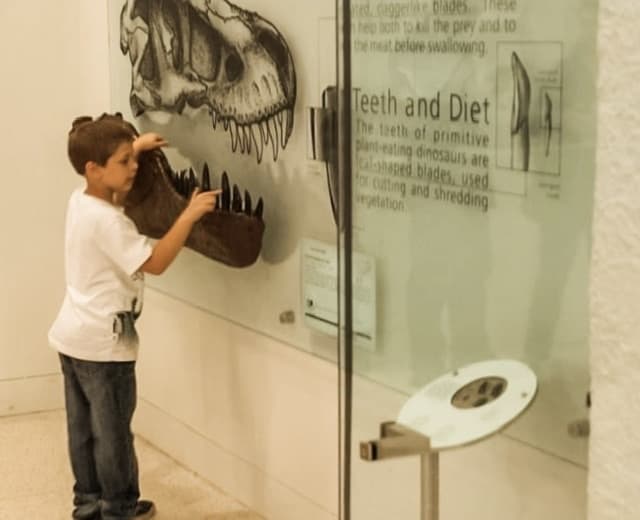 New York Museum of Natural History Dinosaur Bones