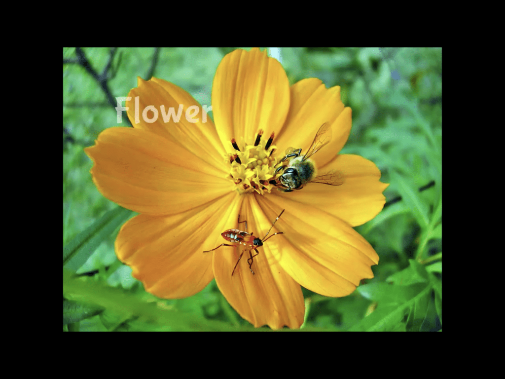 Slide for Christian Apologetics course - Yellow flower with bee