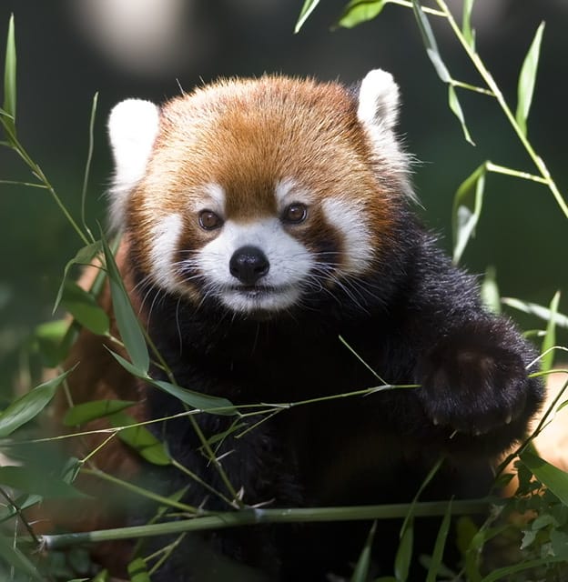 red panda among bamboo