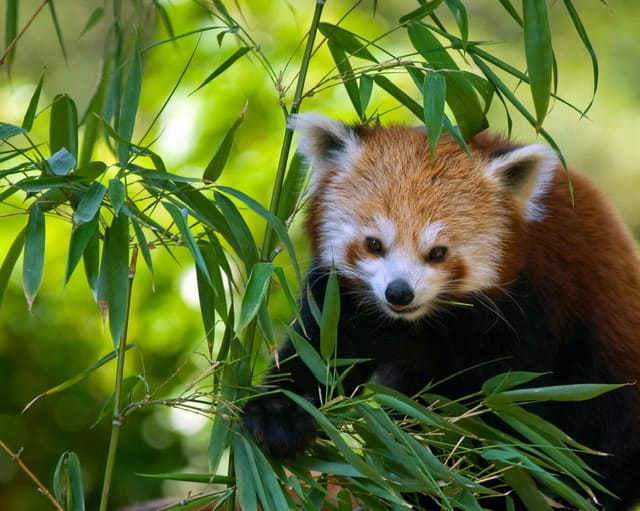 Red Panda with bamboo