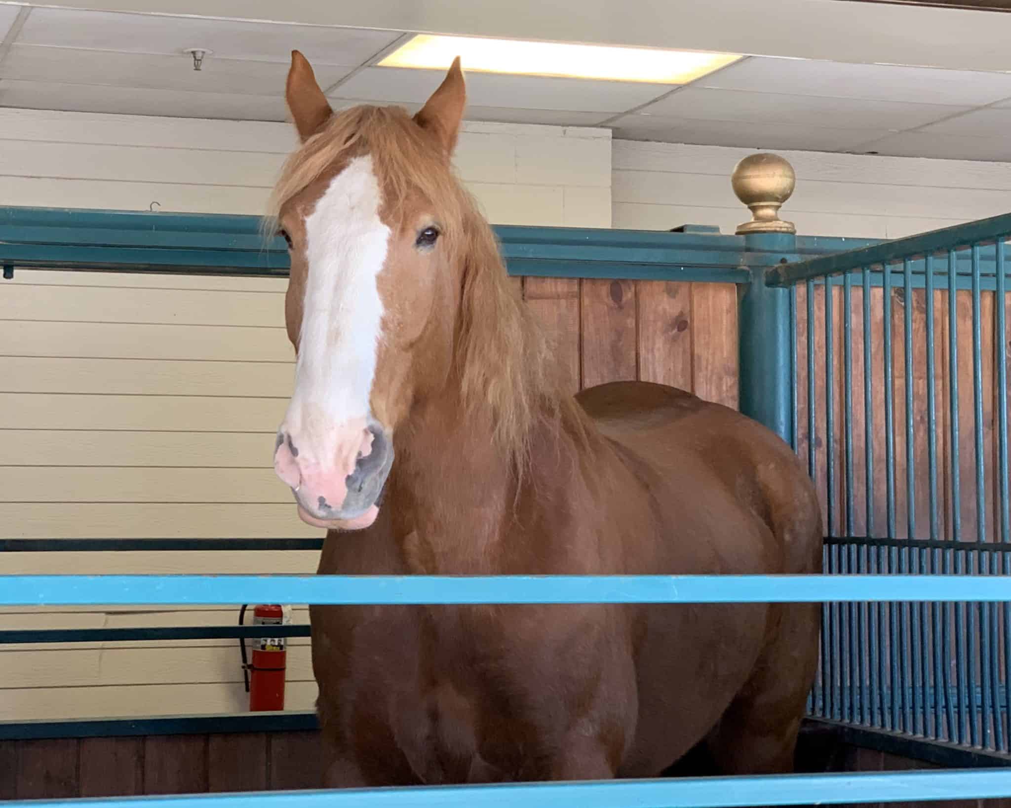 The World Famous Horse Walk at Dolly Parton's Stampede