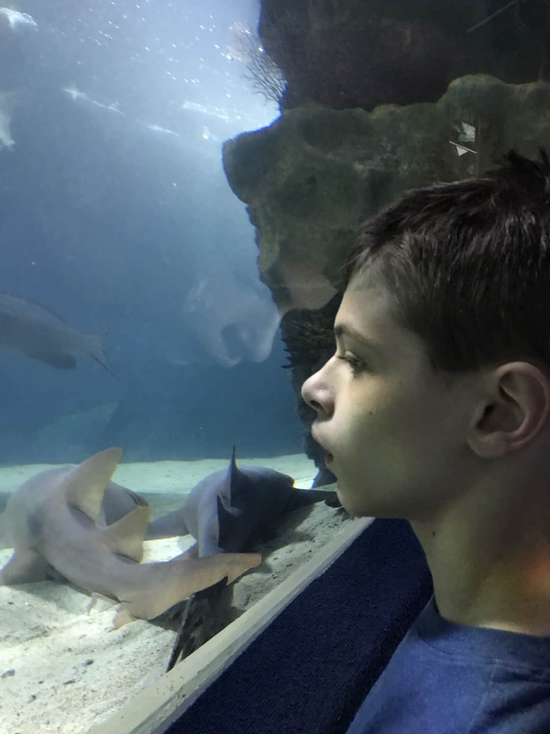 Travel with Autism - Cleveland Aquarium
