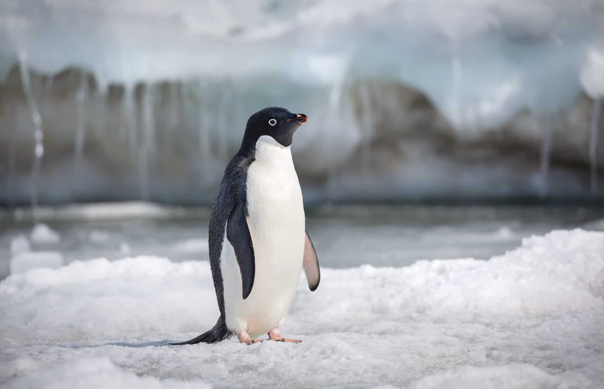 Adelie Penguins in the DisneyNature documentary 2019