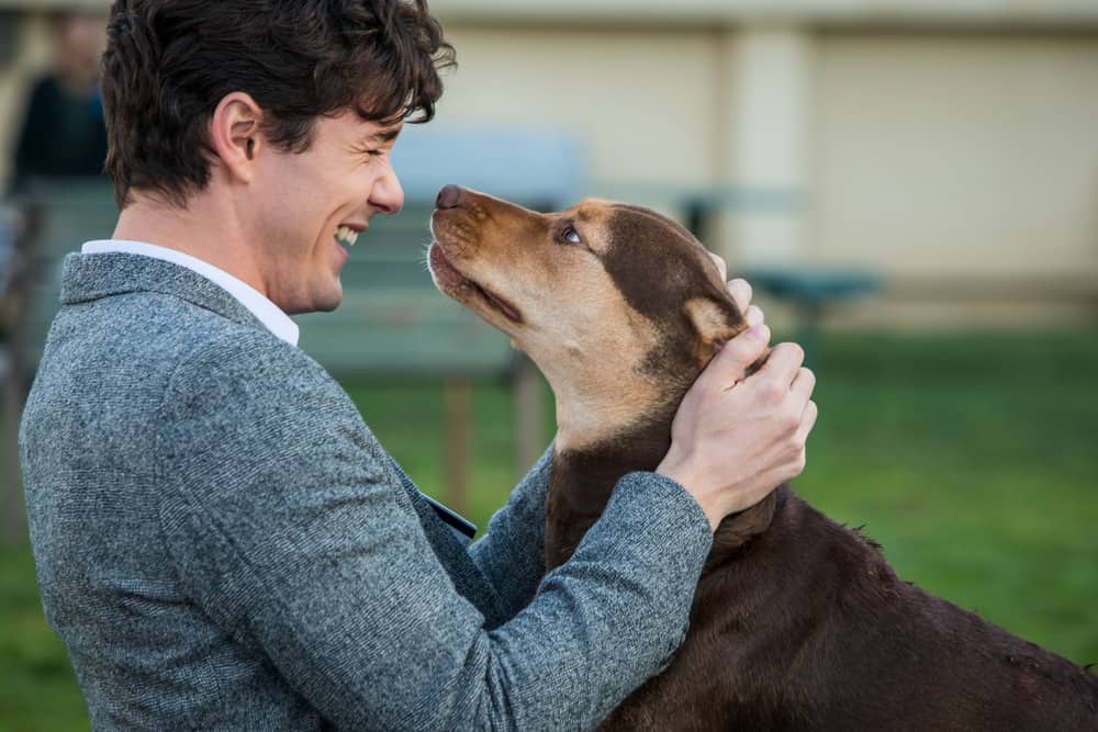 A Dog's Way Home - Bella and Lucas Movie Review