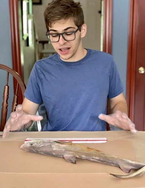 high school student getting ready to dissect a dogfish shark