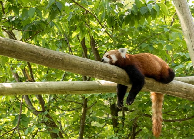 Red panda sleeping on a tree