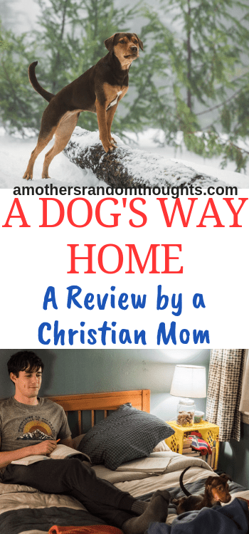 Christian Movie Review A Dog's Way Home