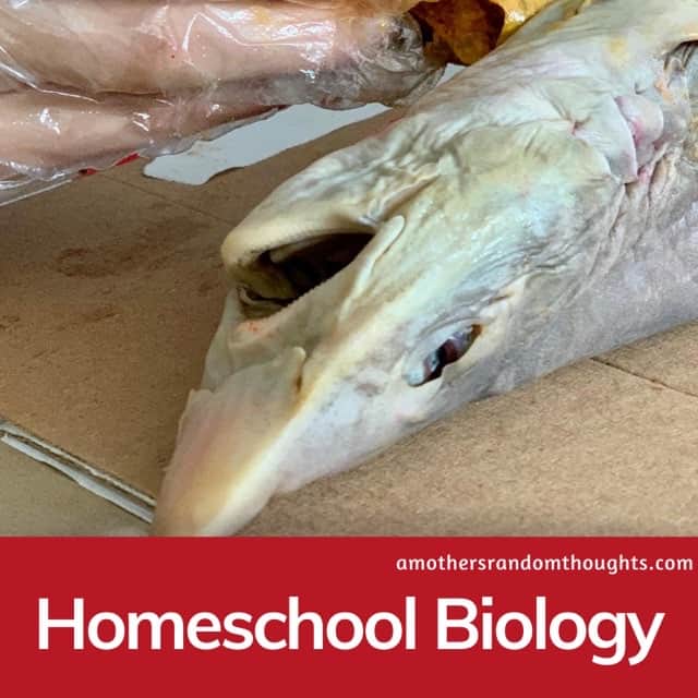 Homeschool Biology Dissecting a Shark
