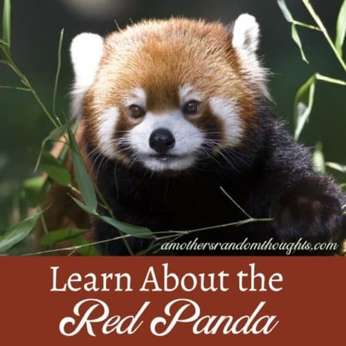 Red Panda Facts for Kids - A Mother's Random Thoughts