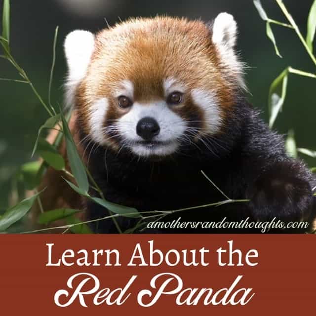 Red Panda Facts For Kids A Mother S Random Thoughts