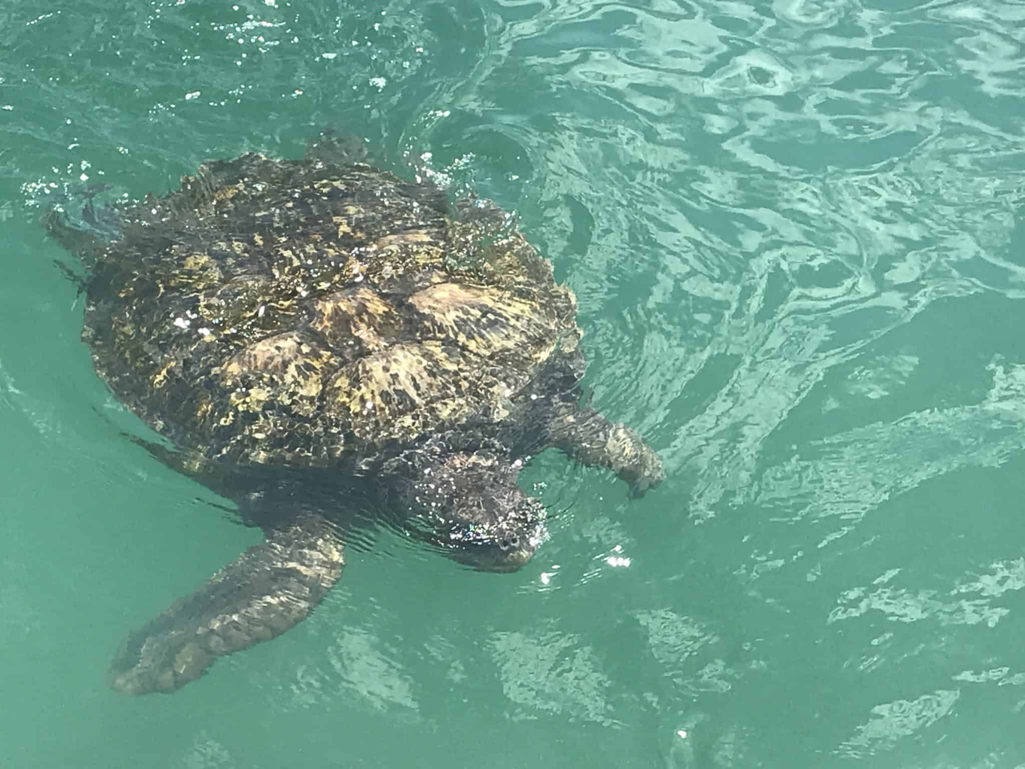 Green Sea Turtle Excusion