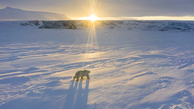 disneyNature polar bear running through the snow