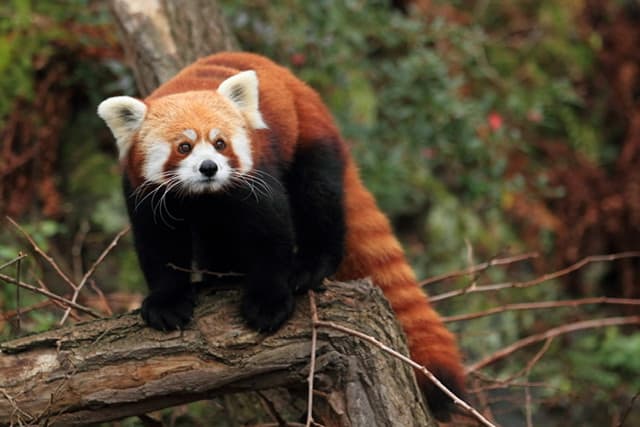A beautiful red panda standing on a log