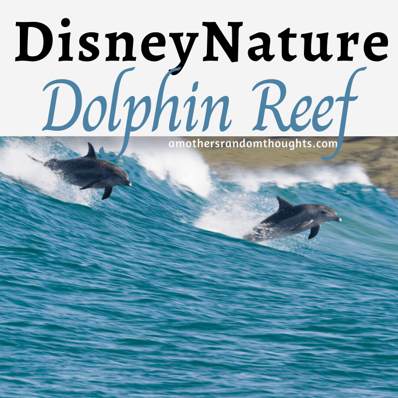 DisneyNature Dolphin Reef