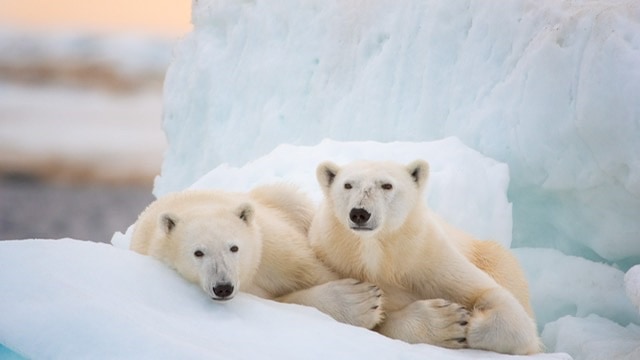 two polar bears in the snow