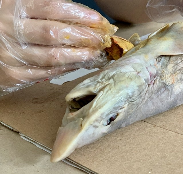 Dogfish shark being dissected