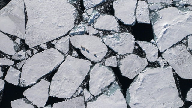 DisneyNature Polar Bears thin ice