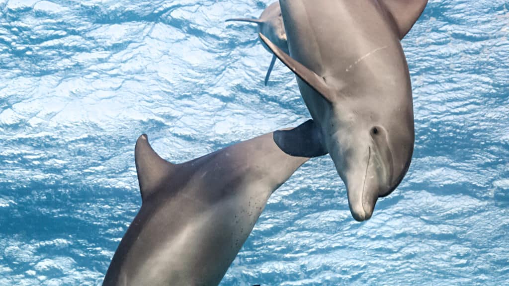 Dolphins from DisneyNature Movie