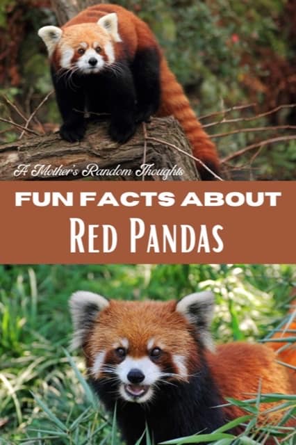 Red Panda Facts for Kids - A Mother's Random Thoughts