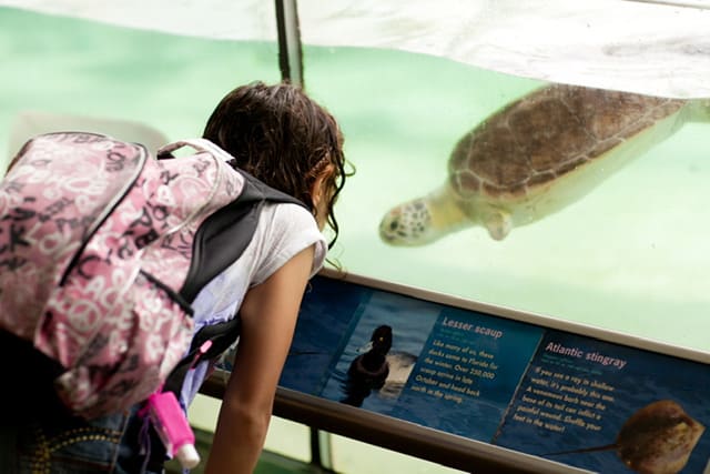 girl looking at a turtle in an aquarium