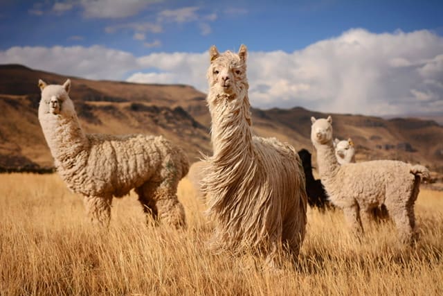 llamas on the hills of peru