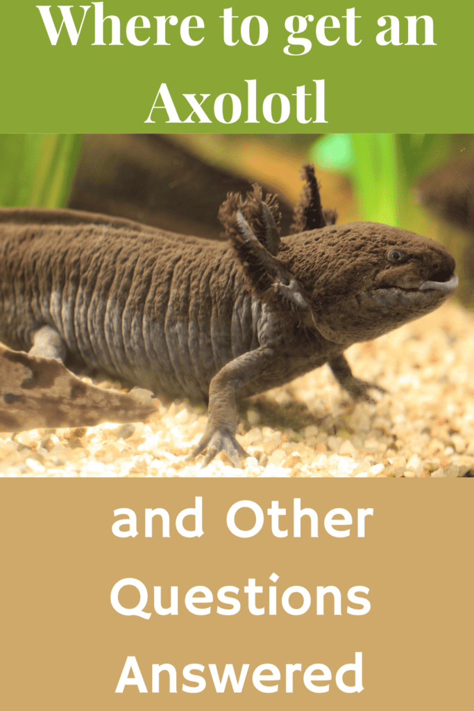 Where do you get an axolotl and other questions answered