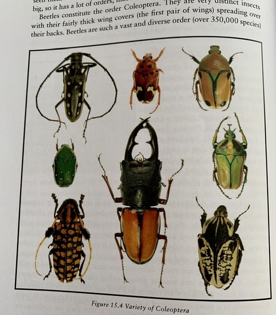 Page from the Riot and the Dance Textbook showing bugs