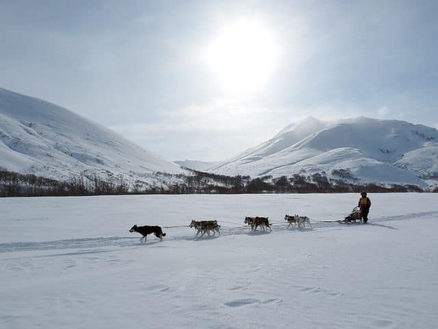 Snowy tundra with sled dogs