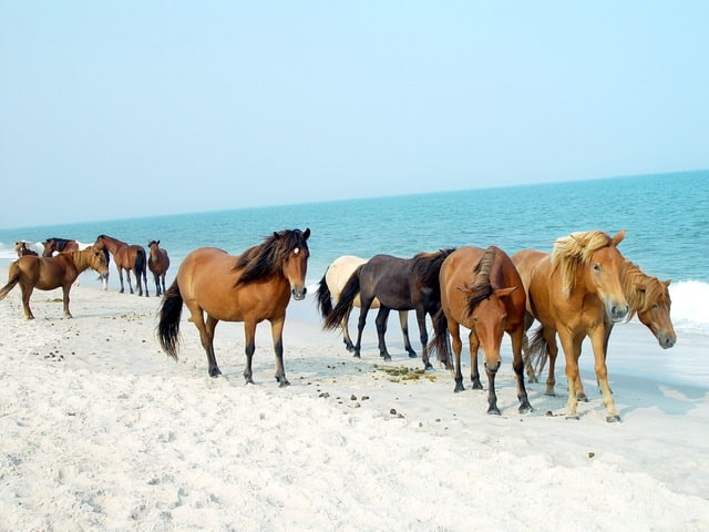 wild horses on chincoteague island
