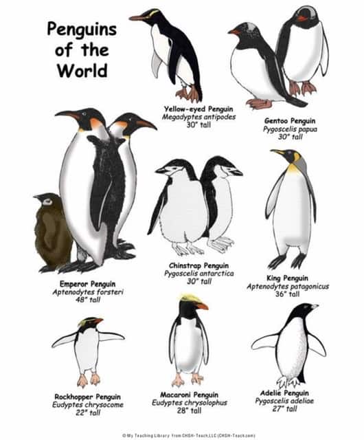 Penguins of the World from My Teaching Library