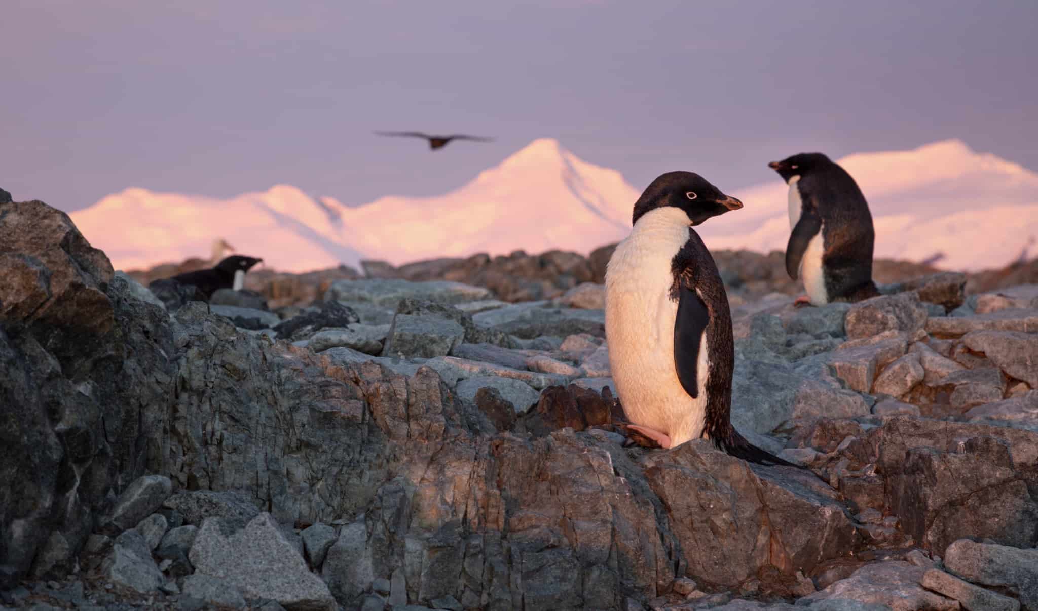 DisneyNatures 10th film Penguins - narrated by Ed Helms