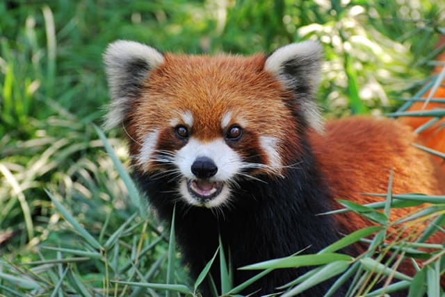 red panda face with open mouth in the brush