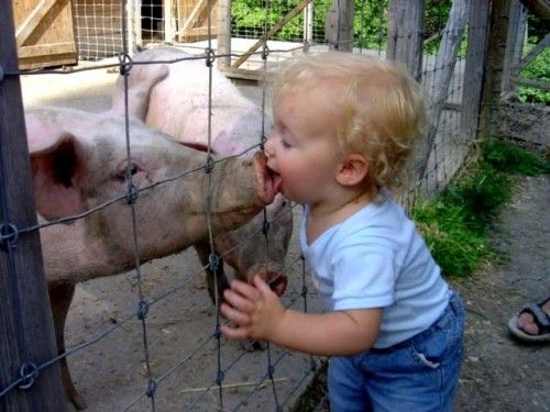 Child licking pigs nose