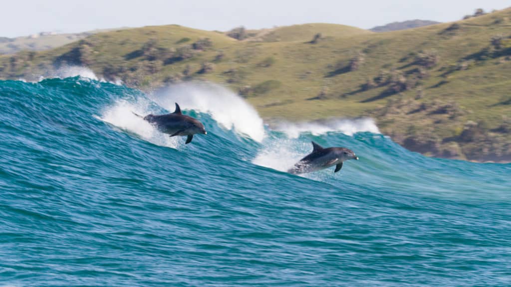 Dolphins jumping out of blue ocean