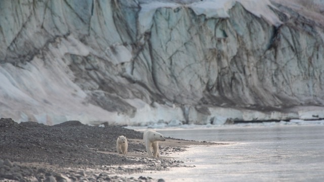 momma bear and her cub along the waters edge