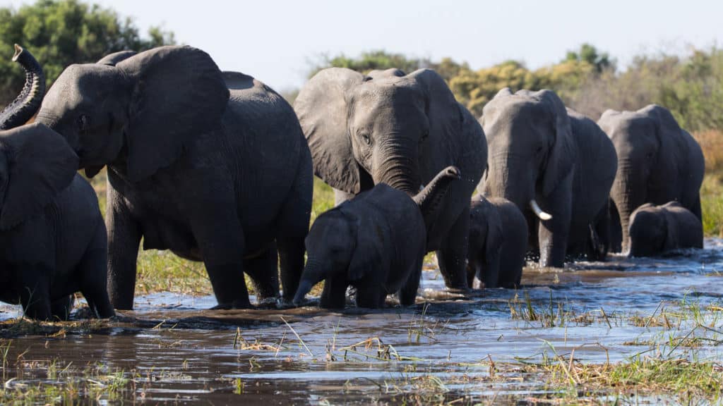 Herd of elephants from the Disney movie