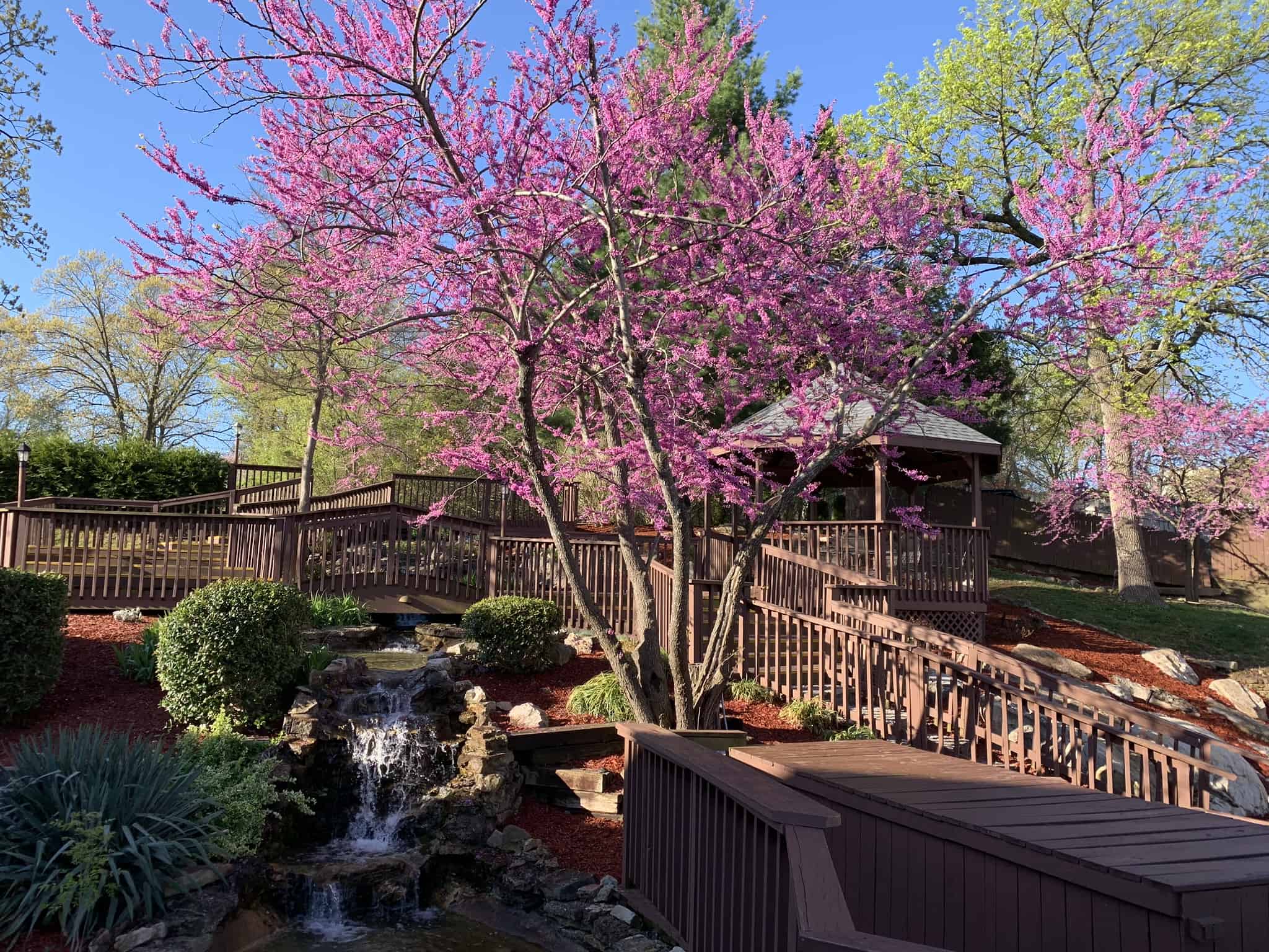 Redbud tree blooming and miracles