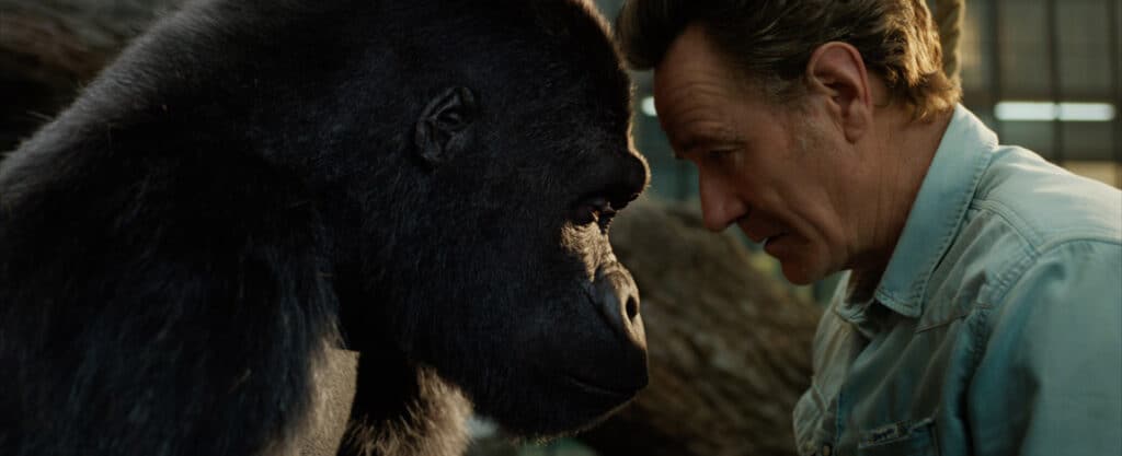A tender moment between Ivan the silverback gorilla and Mac his owner
