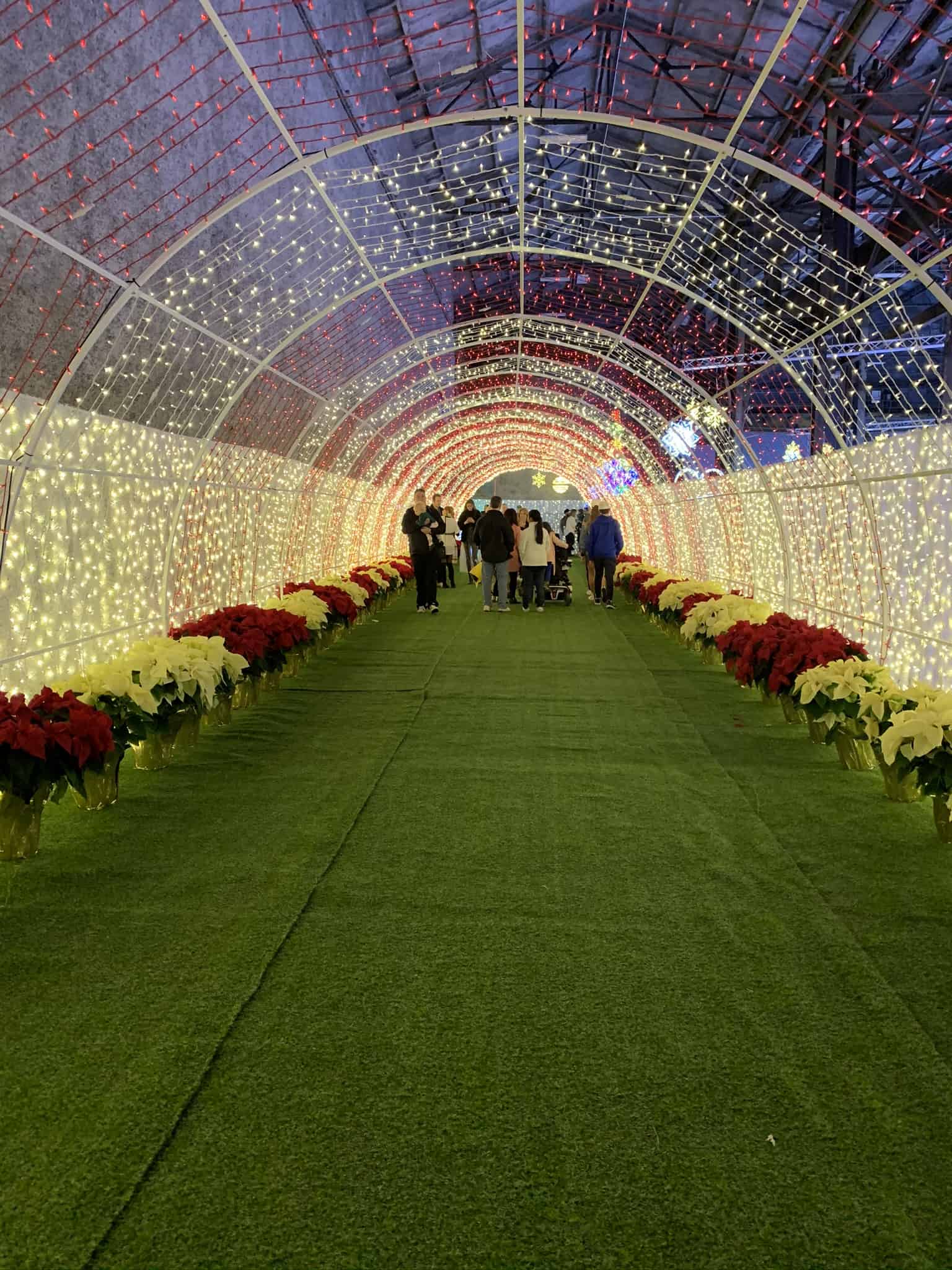 Light tunnel christmas poinsetta