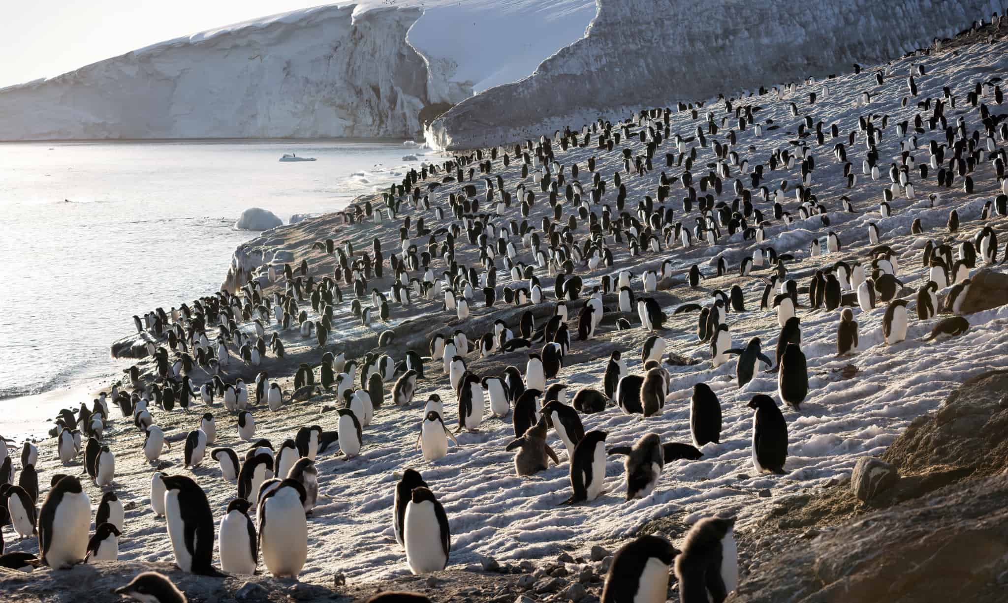 Ed Helms Narrates DisneyNature Penguins 2019