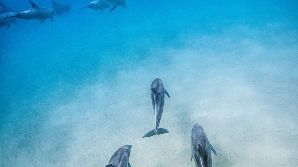 Dolphins swimming