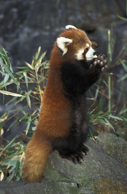 A Red Pandas standing upright