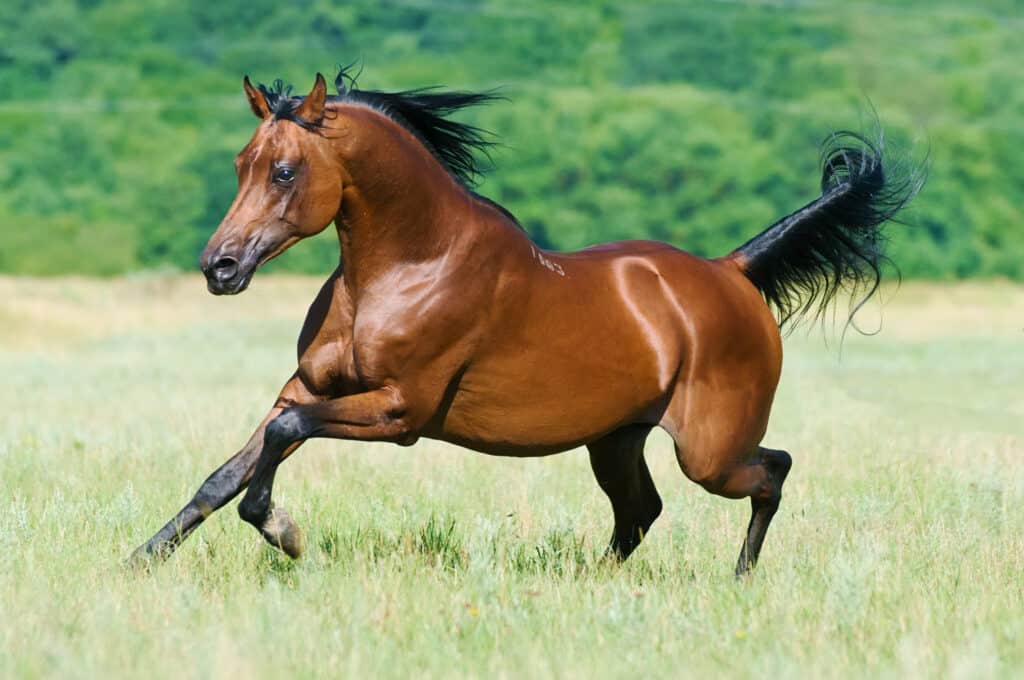 Horse running through a field