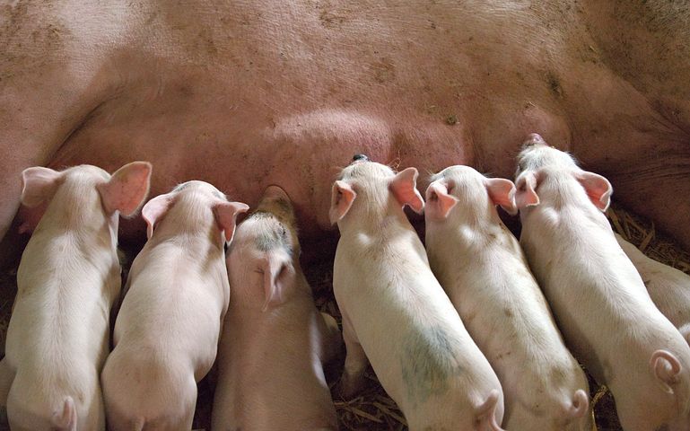 piglets nursing