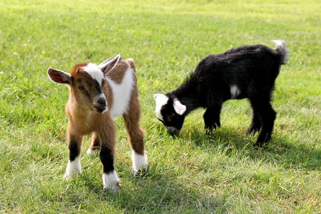 Goats in a field