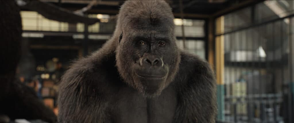 Ivan the silverback gorilla in the movie