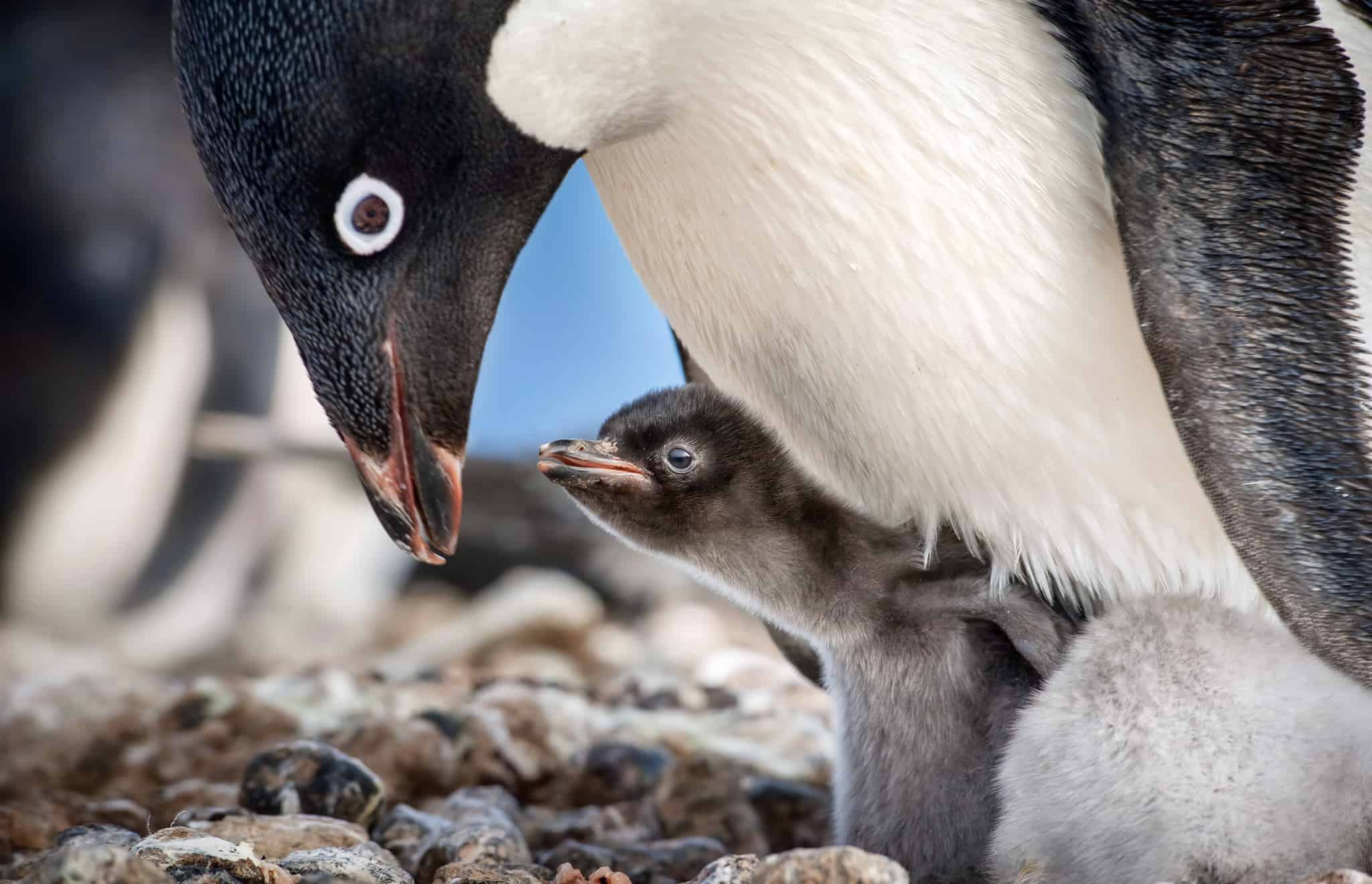 DisneyNature Penguins movie review