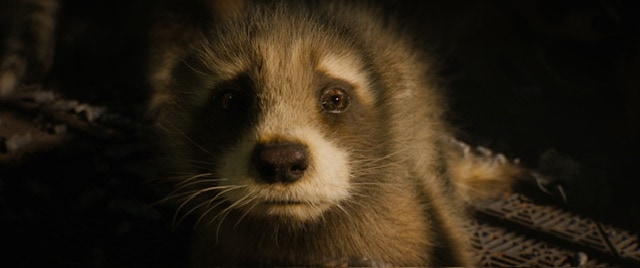 Baby raccoon in Guadians of the Galaxy Vol. 3