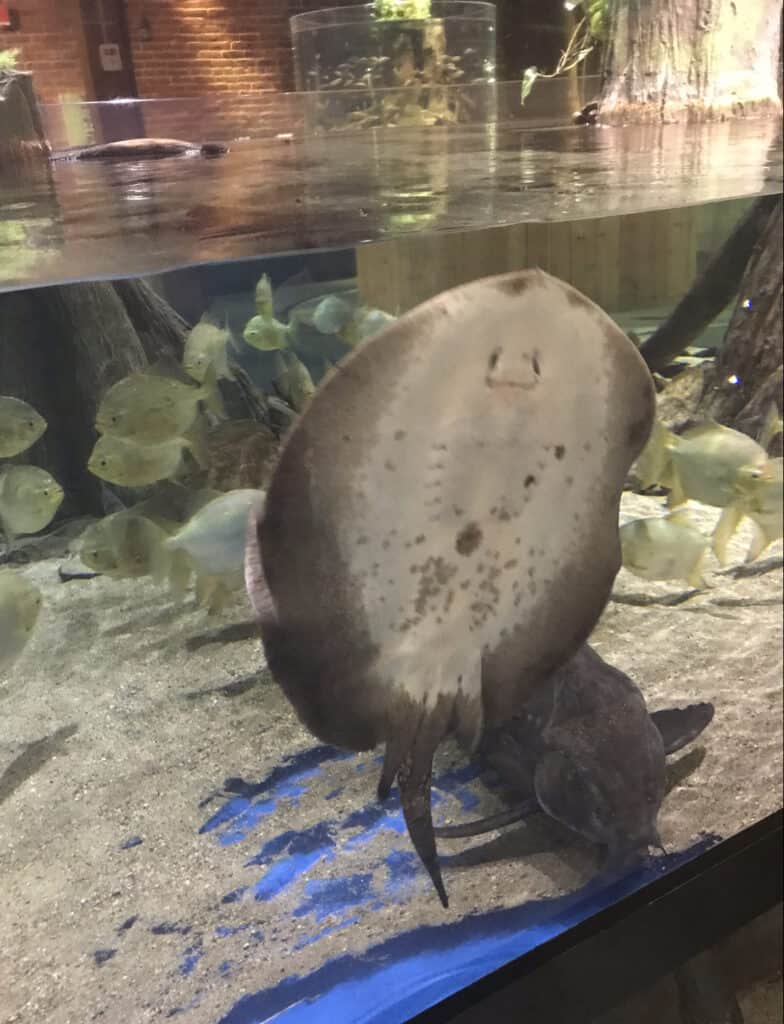 looking at a stingray from the bottom